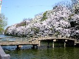本丸橋付近の桜