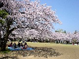 小竹藪の桜