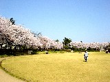 本丸広場の桜