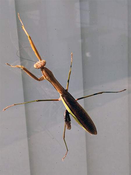 カマキリ